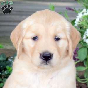 Jazzy, Golden Retriever Puppy