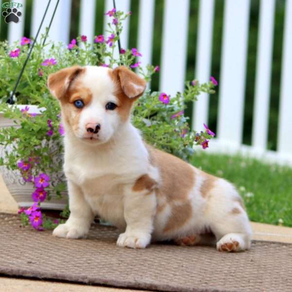 Jeanette, Pembroke Welsh Corgi Puppy