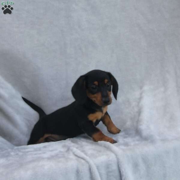 Jed, Dachshund Puppy