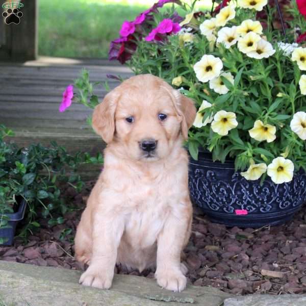 Jelli, Golden Retriever Puppy