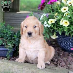 Jelli, Golden Retriever Puppy