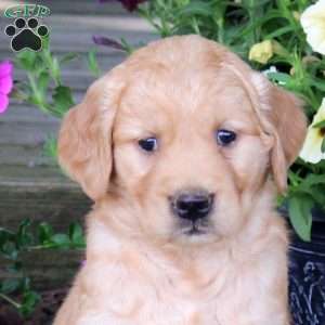 Jelli, Golden Retriever Puppy