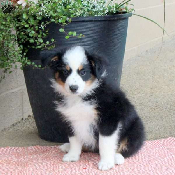 Jenna, Australian Shepherd Puppy
