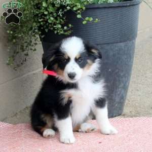 Jenna, Australian Shepherd Puppy