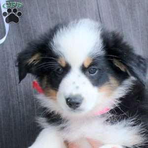 Jenna, Australian Shepherd Puppy