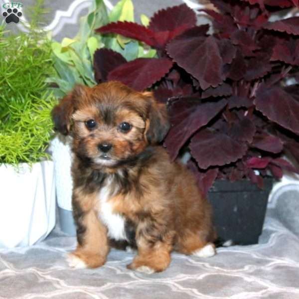 Jennifer, Shorkie Puppy