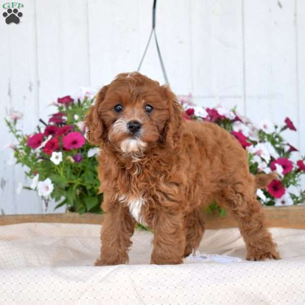 Jenny, Cavapoo Puppy