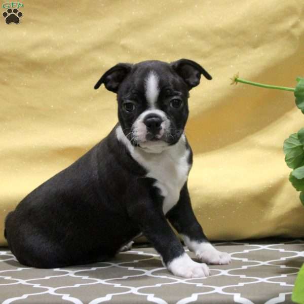 Jensen, Boston Terrier Puppy