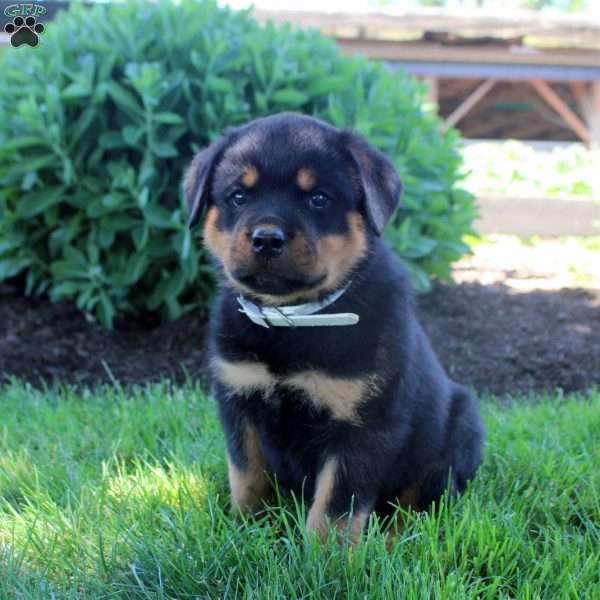 Jensen, Rottweiler Puppy
