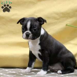 Jensen, Boston Terrier Puppy