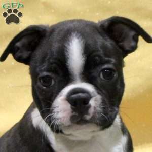 Jensen, Boston Terrier Puppy