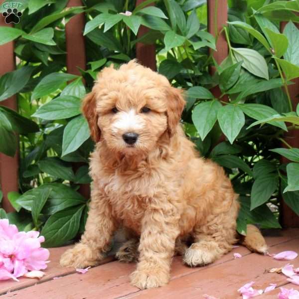 Jessie, Mini Goldendoodle Puppy
