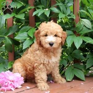 Jessie, Mini Goldendoodle Puppy