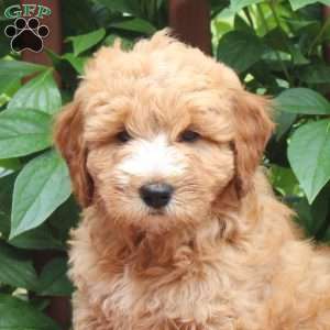 Jessie, Mini Goldendoodle Puppy