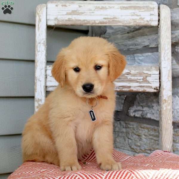 Jewel, Golden Retriever Puppy