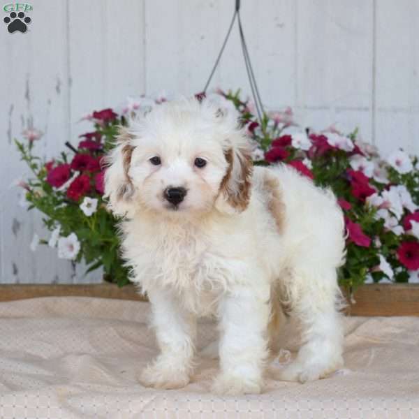 Jewel, Cavapoo Puppy
