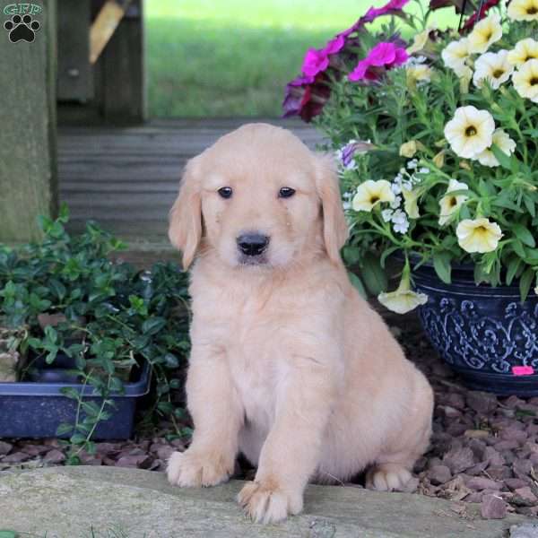 Jiffy, Golden Retriever Puppy