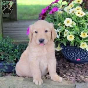 Jiffy, Golden Retriever Puppy