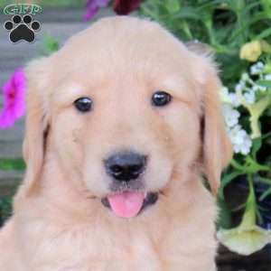 Jiffy, Golden Retriever Puppy