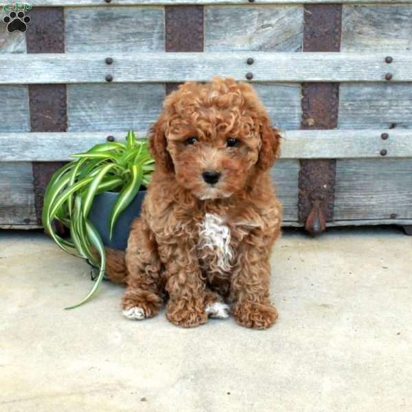 Jill, Toy Poodle Puppy