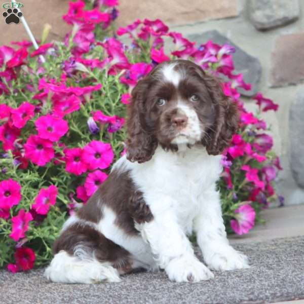 Jodi, Cocker Spaniel Puppy