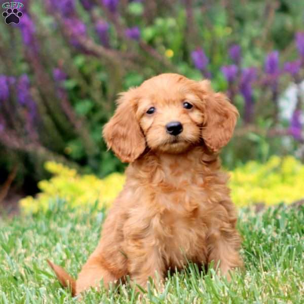 Jodi, Mini Goldendoodle Puppy