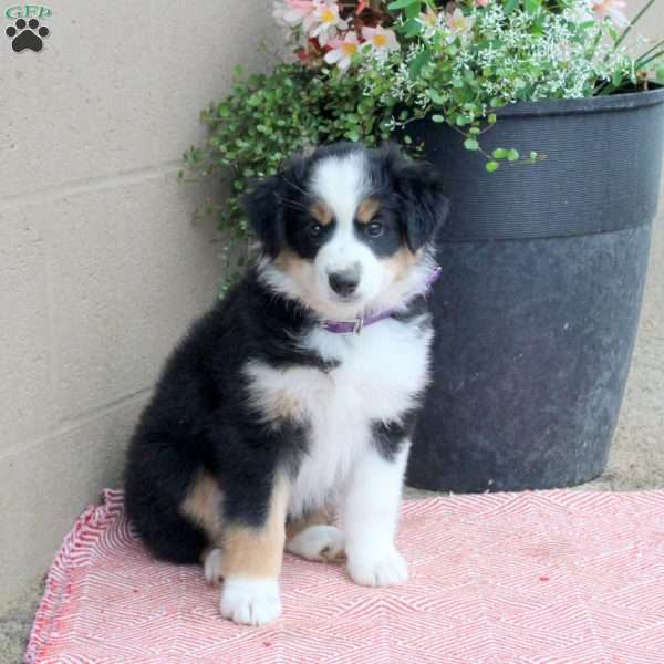 Joelle, Australian Shepherd Puppy