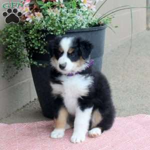 Joelle, Australian Shepherd Puppy