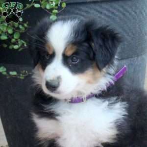 Joelle, Australian Shepherd Puppy