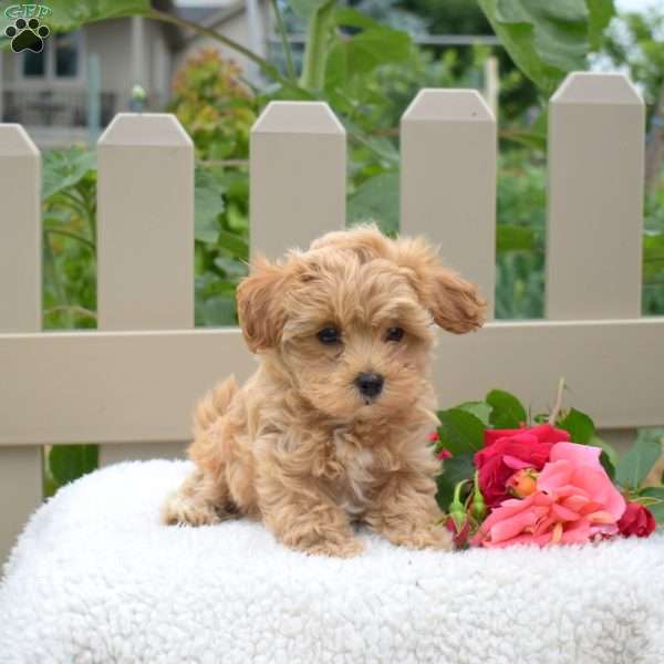 Joey, Maltipoo Puppy