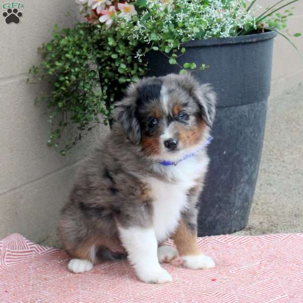 Joey, Australian Shepherd Puppy