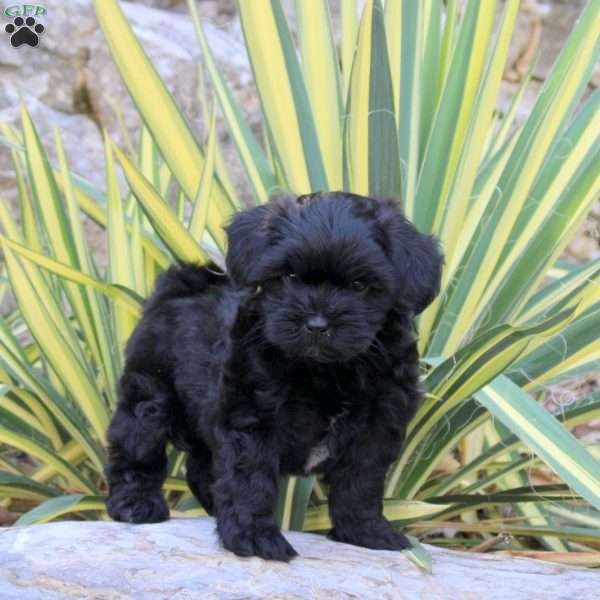 Joey, Shih-Poo Puppy