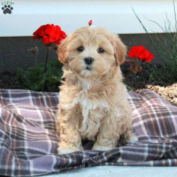 Joey, Maltipoo Puppy