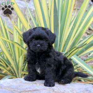 Joey, Shih-Poo Puppy