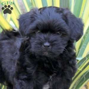Joey, Shih-Poo Puppy