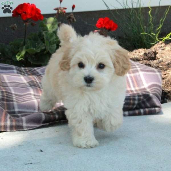 Joji, Maltipoo Puppy