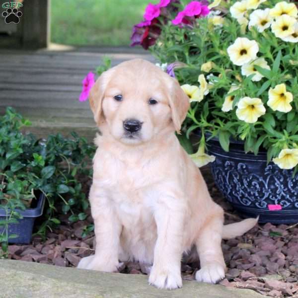 Jojo, Golden Retriever Puppy