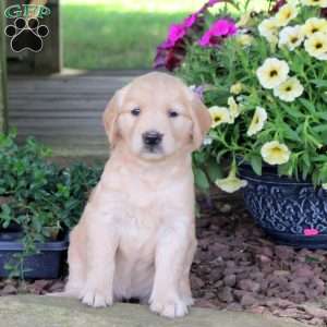 Jojo, Golden Retriever Puppy