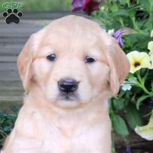 Jojo, Golden Retriever Puppy