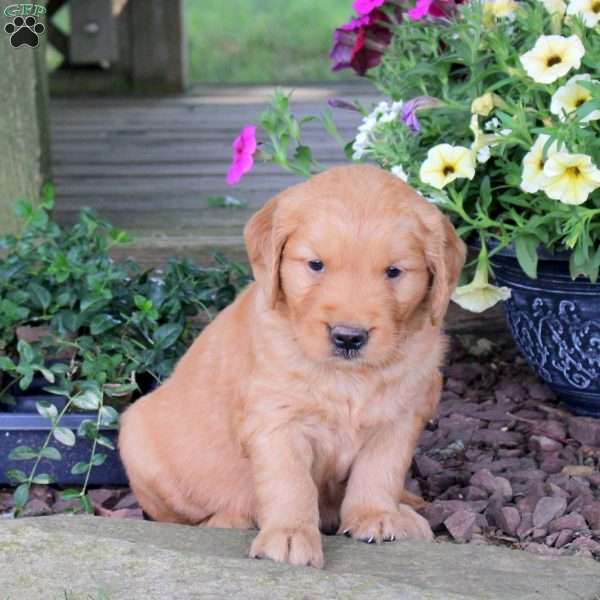 Joker, Golden Retriever Puppy