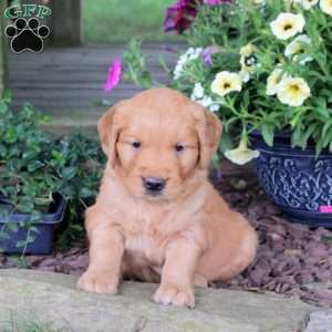 Joker, Golden Retriever Puppy