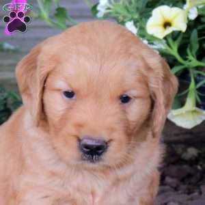 Joker, Golden Retriever Puppy