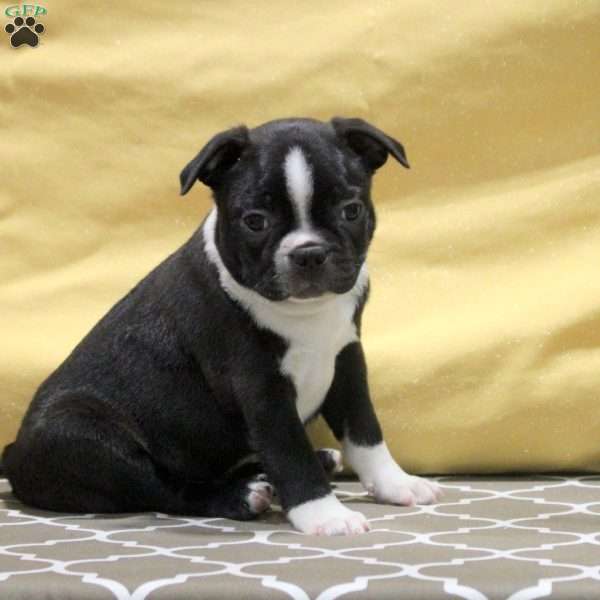 Jonas, Boston Terrier Puppy