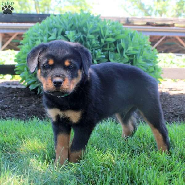Jonas, Rottweiler Puppy