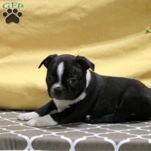 Jonas, Boston Terrier Puppy