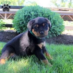 Jonas, Rottweiler Puppy