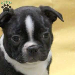 Jonas, Boston Terrier Puppy