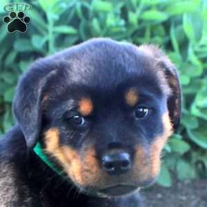Jonas, Rottweiler Puppy