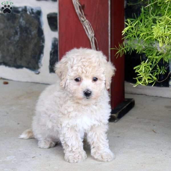 Jordan, Bich-Poo Puppy