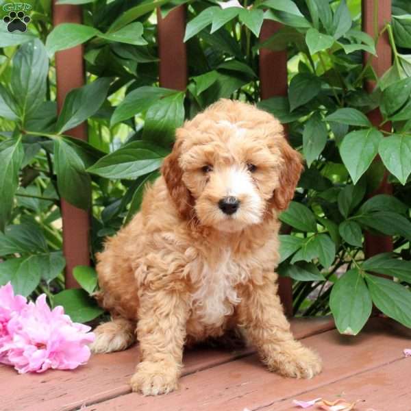 Jordan, Mini Goldendoodle Puppy